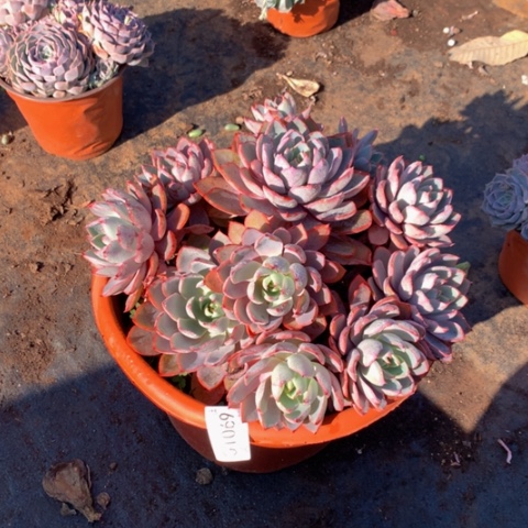 自****家1069赫拉多肉