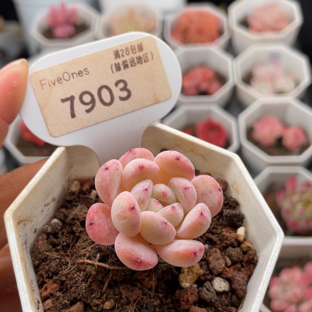 雪爪7903-3.5厘米