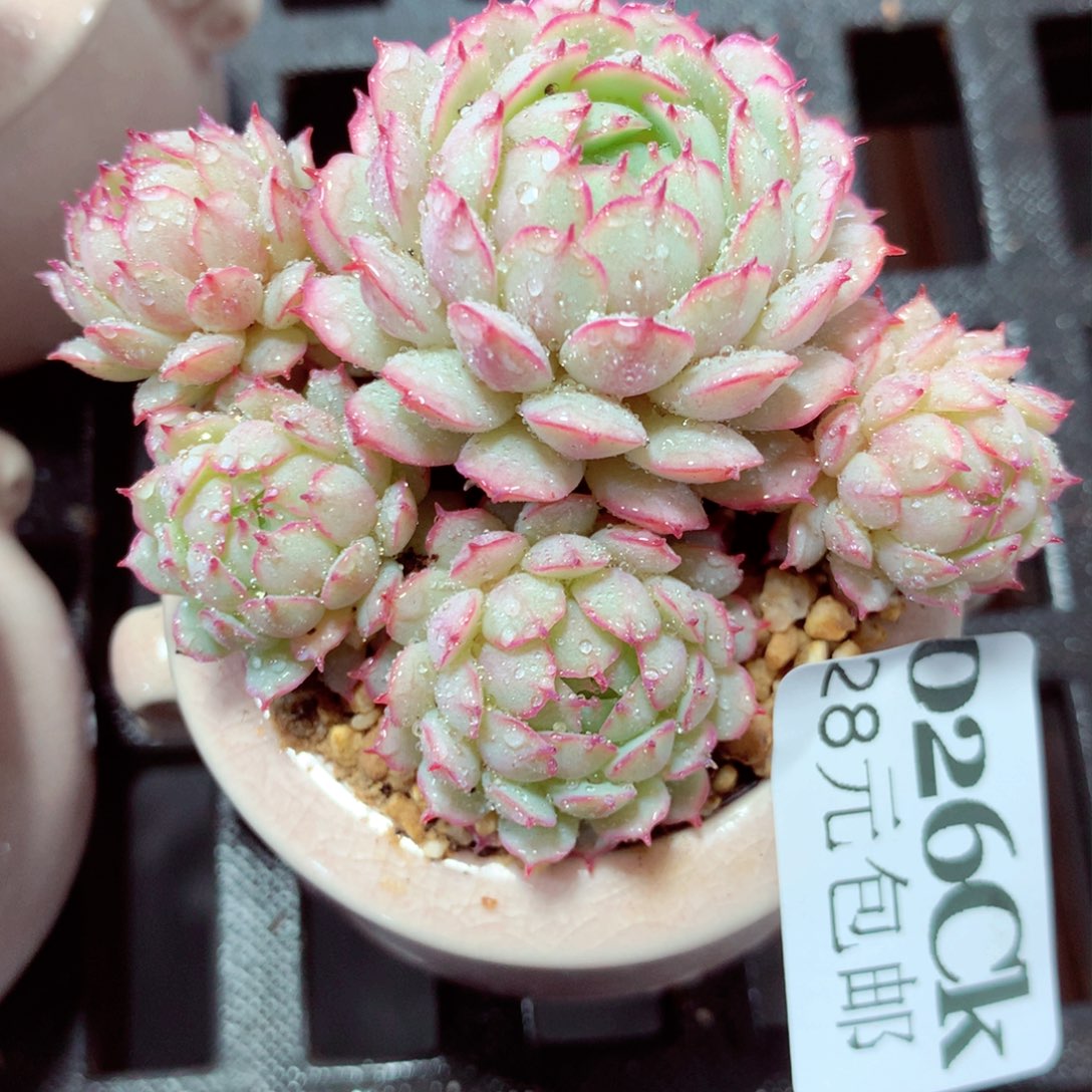 5厘米盆精控多肉026