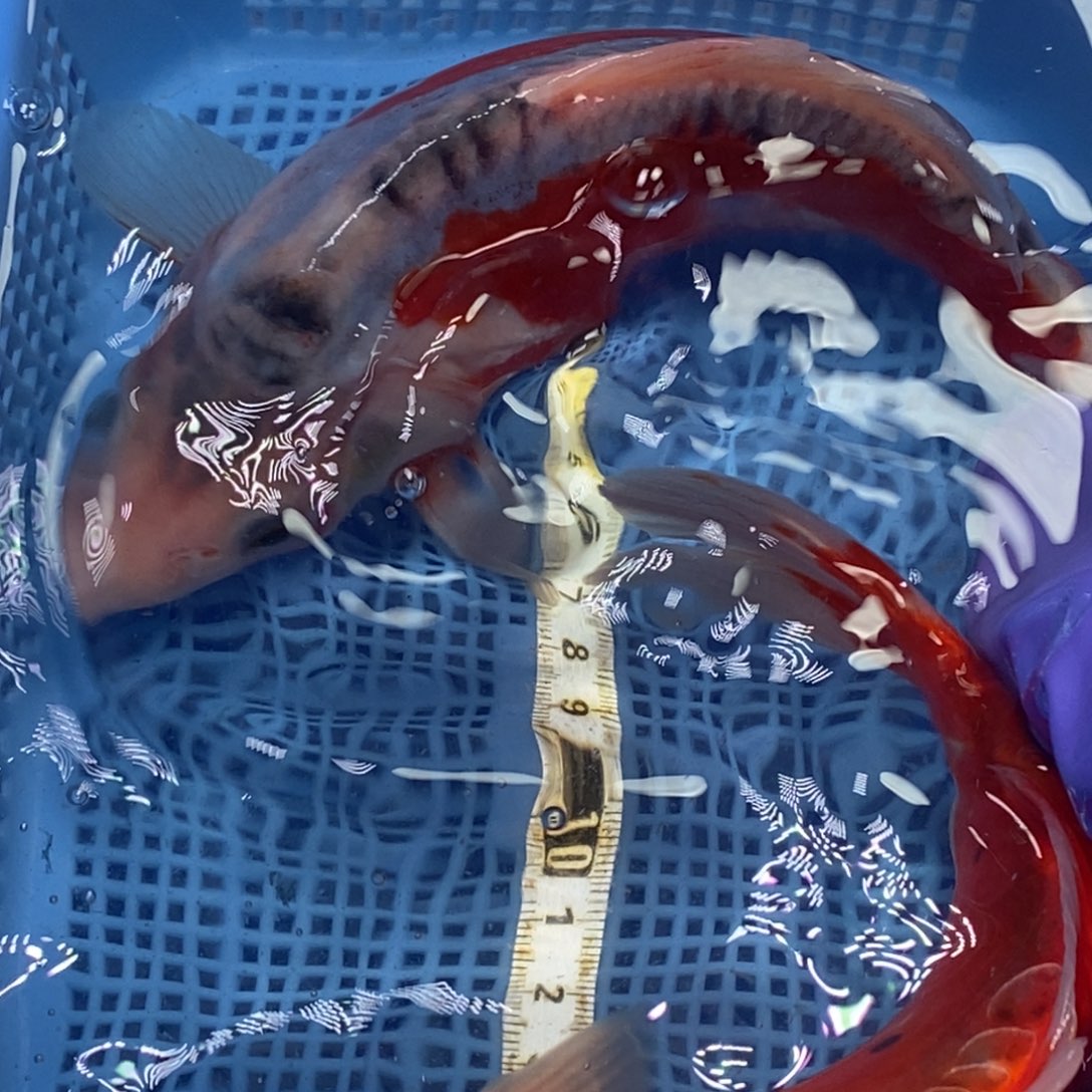 锦鲤冷水锦鲤包邮