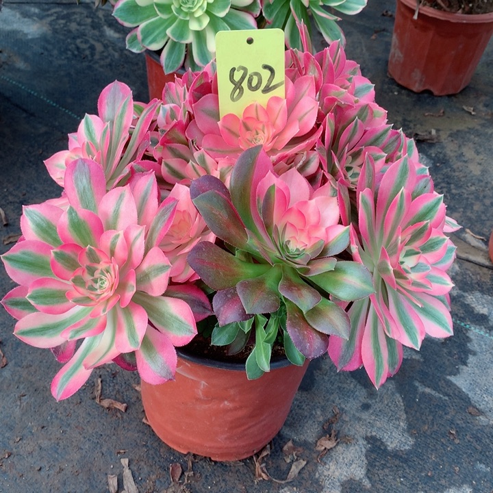 802粉女巫花脸多肉一物一拍