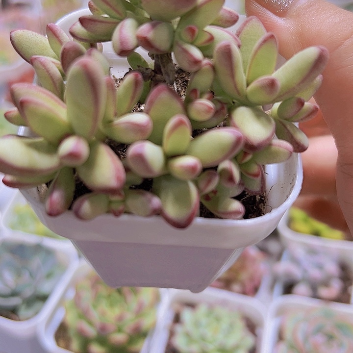 小天狗19包邮多肉植物