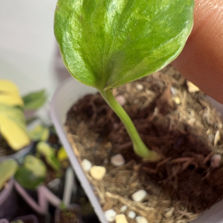 大***O完全开放龟背竹种子苗