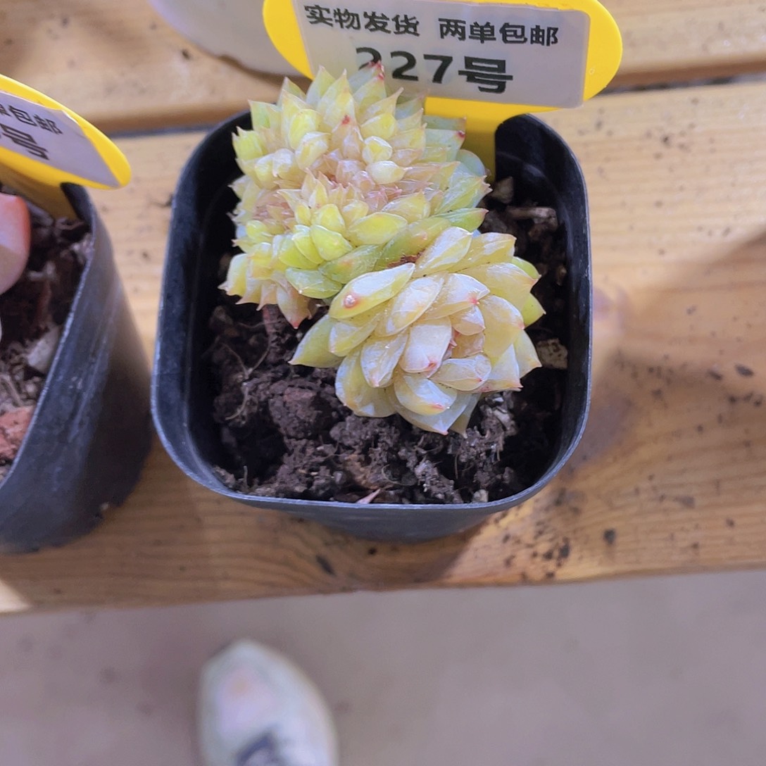 227号 睫毛珍妮龙头缀化