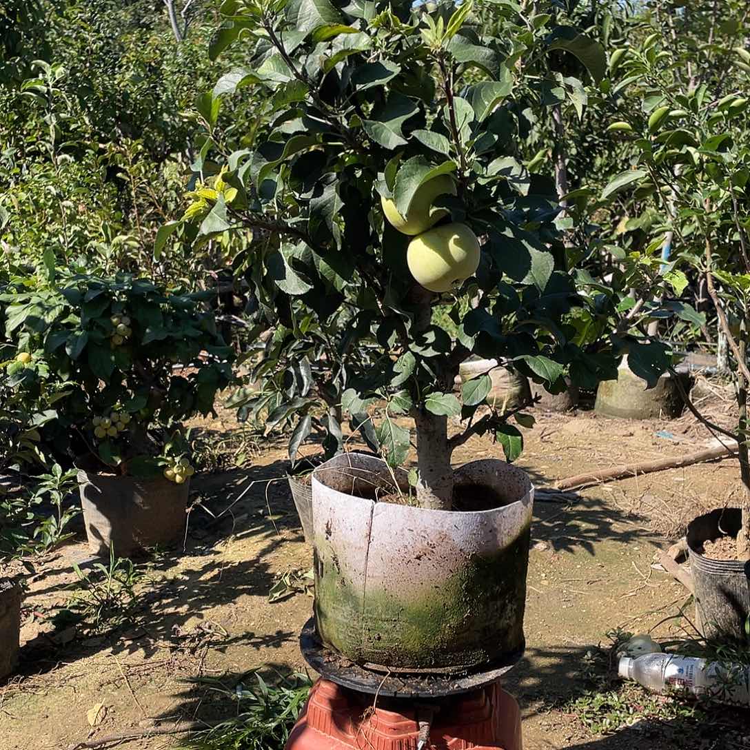 苹果树一物一拍苹果树