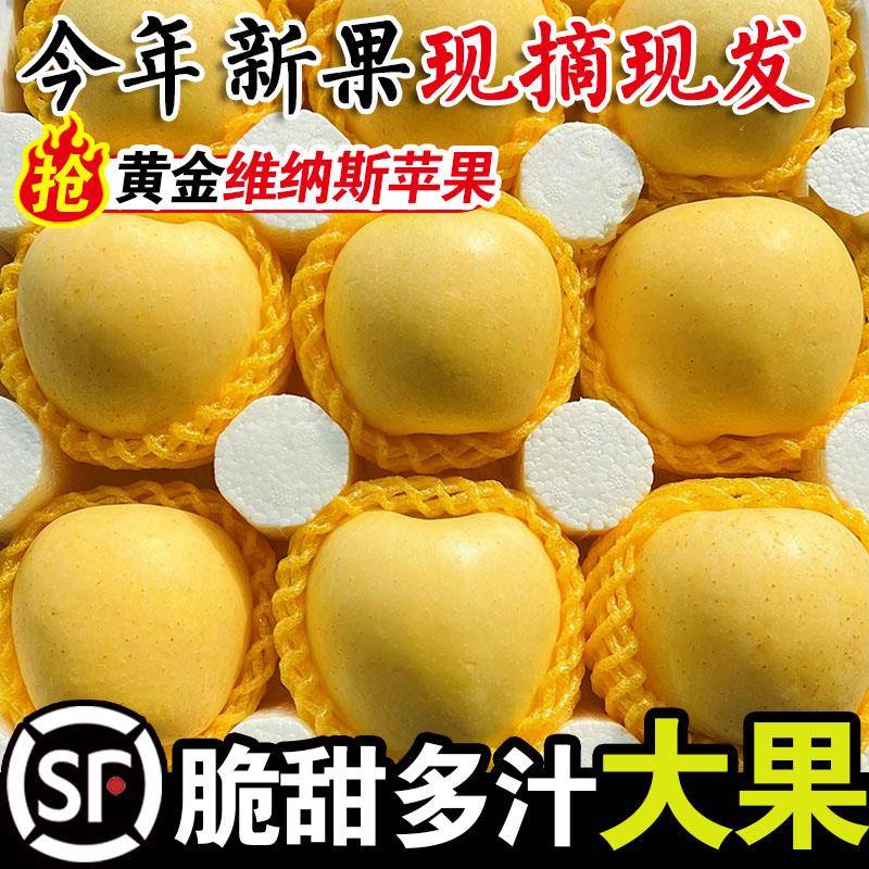 正宗维纳斯黄金苹果5斤奶油富士新鲜水果当季现摘脆甜黄苹果包邮