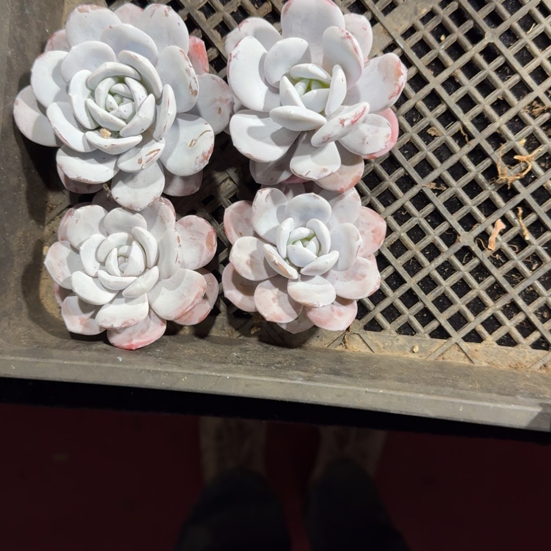 文***哒雪莲4颗一起一物一拍