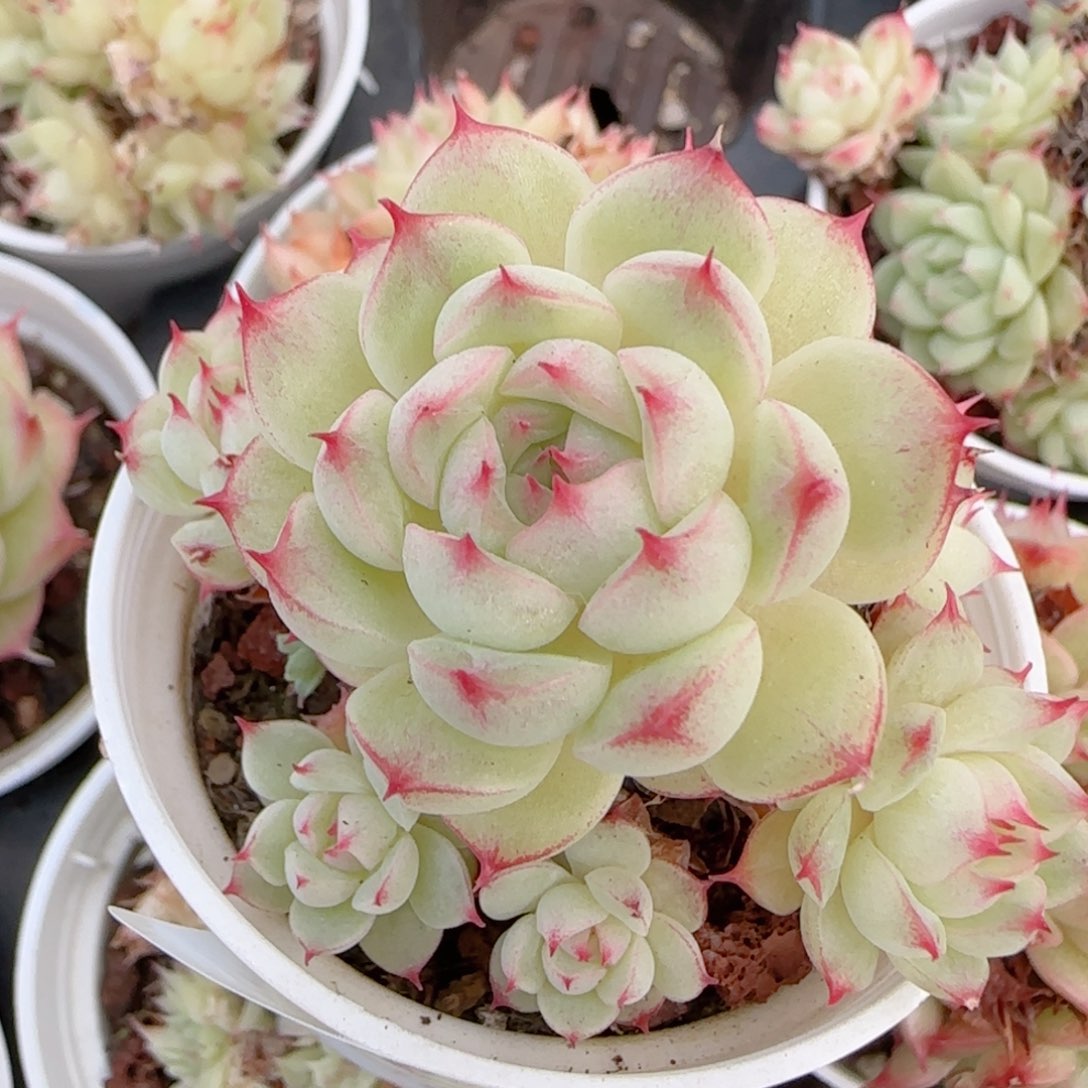 小***白花语多肉0103-336海王散