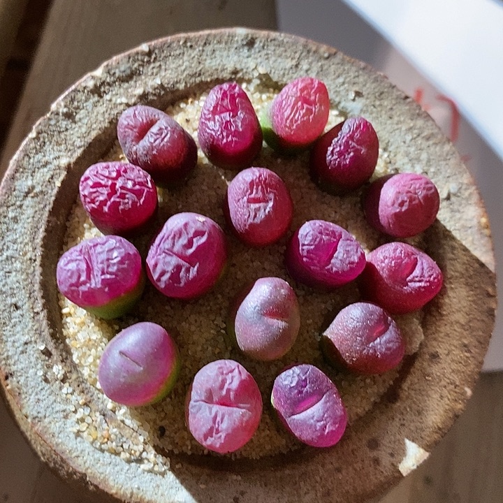 31357。  一组超毛。  