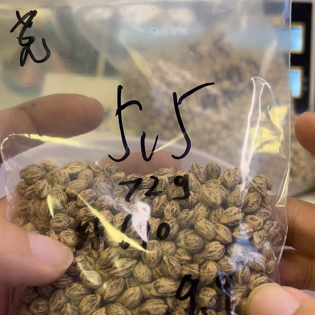 ****尧柏香籽/百香籽吊坠