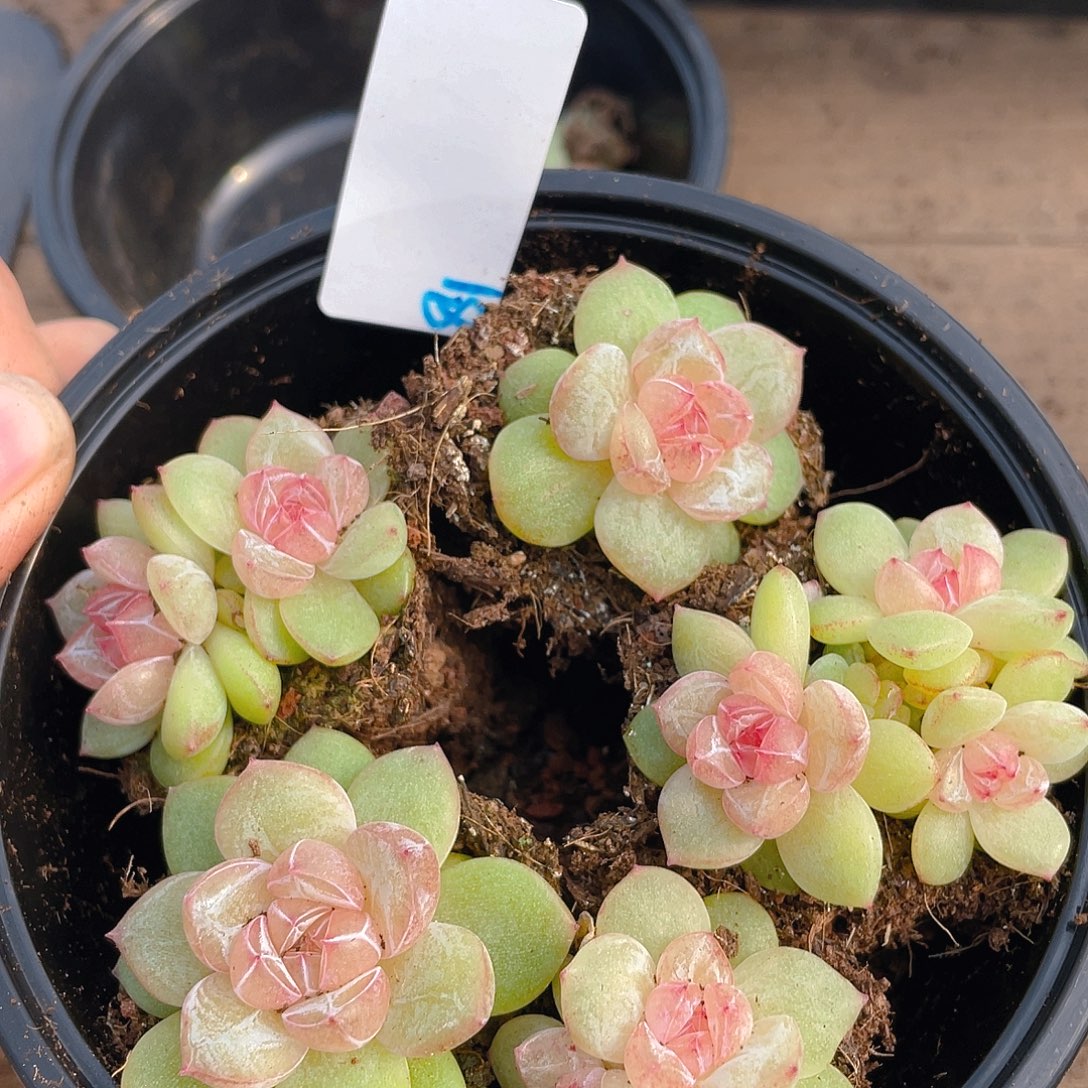多肉植物多肉植物81