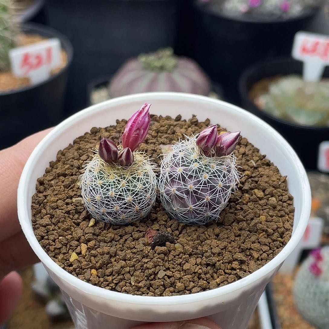 实生两颗熏染丸仙人球