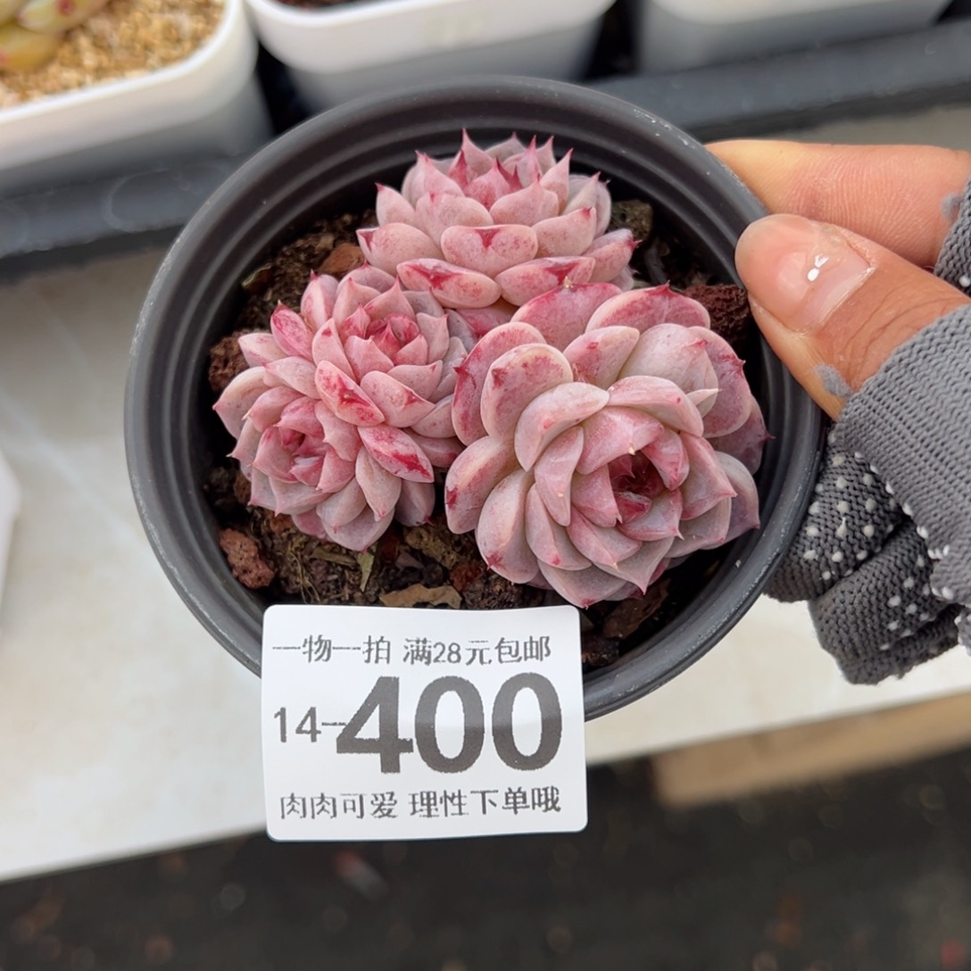 天鹅绒不包整多肉多肉多肉多肉