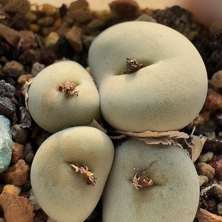 90 奉天921 肉锥。   