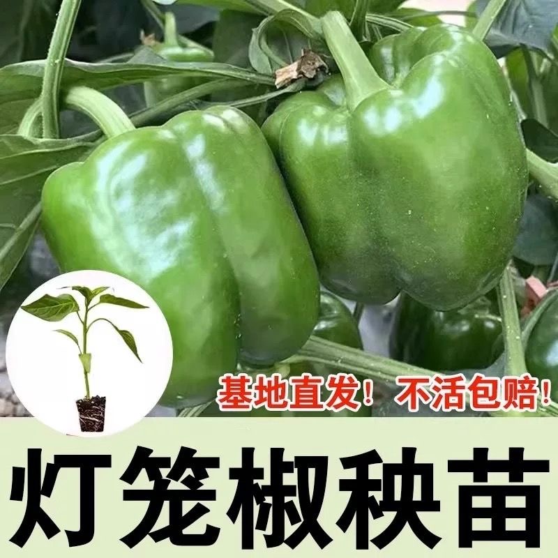 绿灯笼椒苗带土秧苗圆椒甜椒青辣椒种苗不辣四季春季庭院蔬菜秧苗