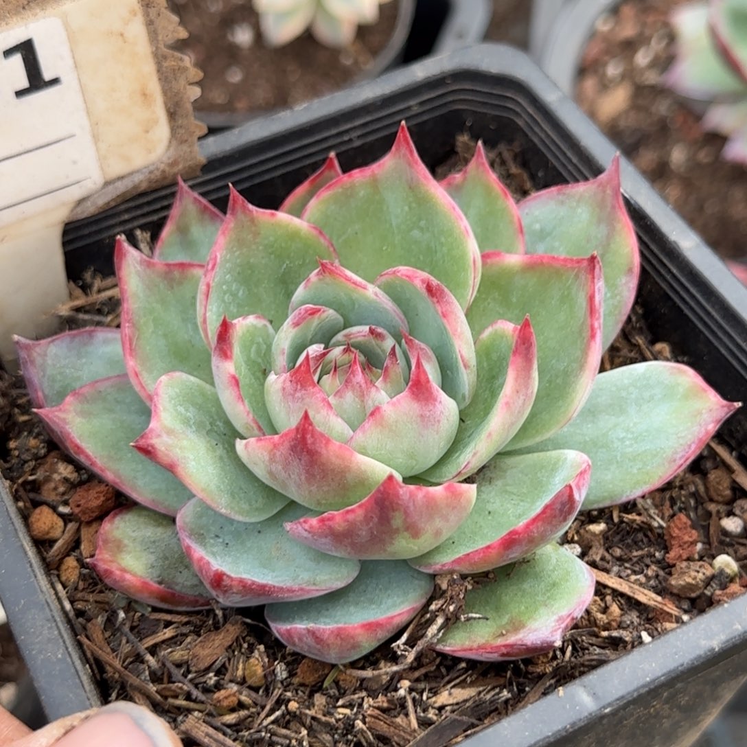 惊鸿一物一拍包装收缩花旱881