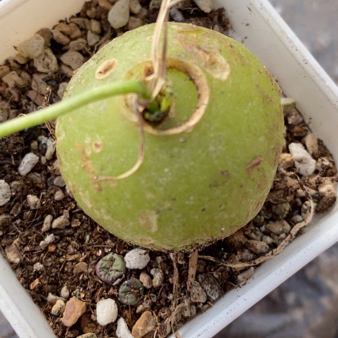 1525苍角殿一颗一颗