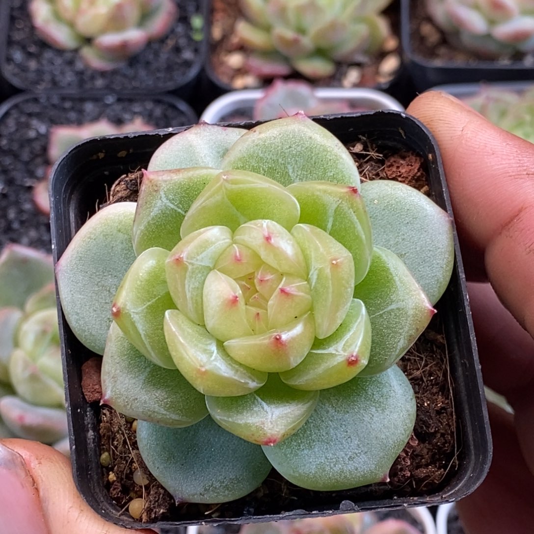 天官赐福百无禁忌