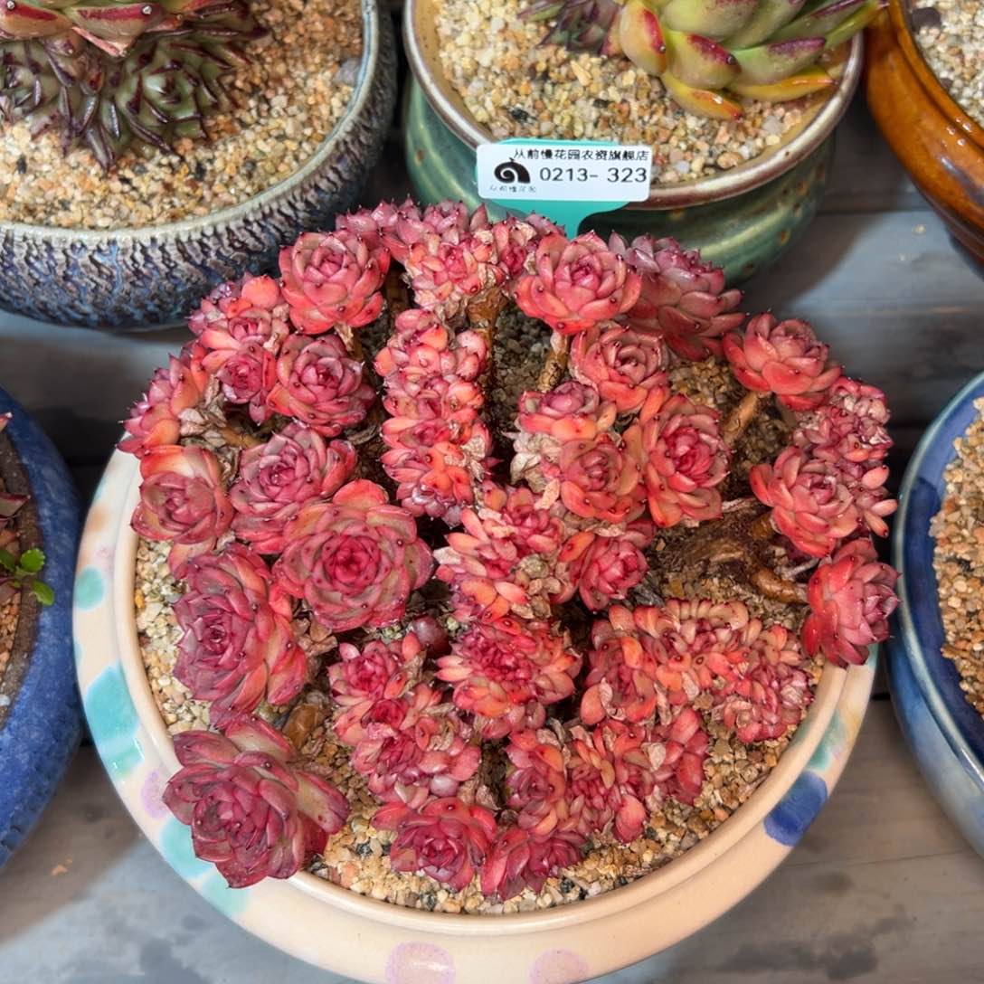 多肉一物一拍0213-323