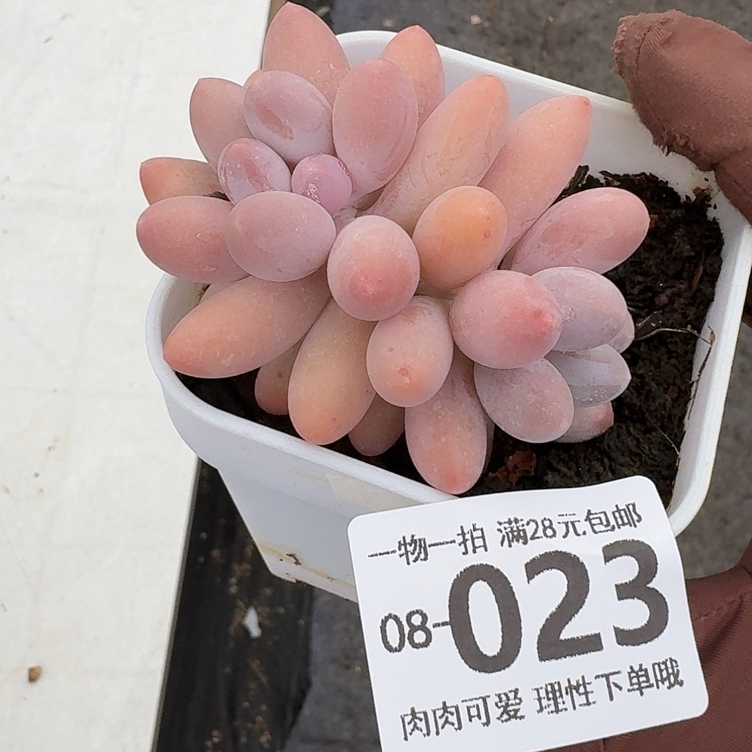 汤圆多肉无盆土发货无盆土发货无