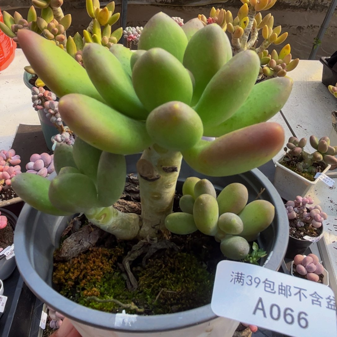 066/9cm芒果奶多肉植物