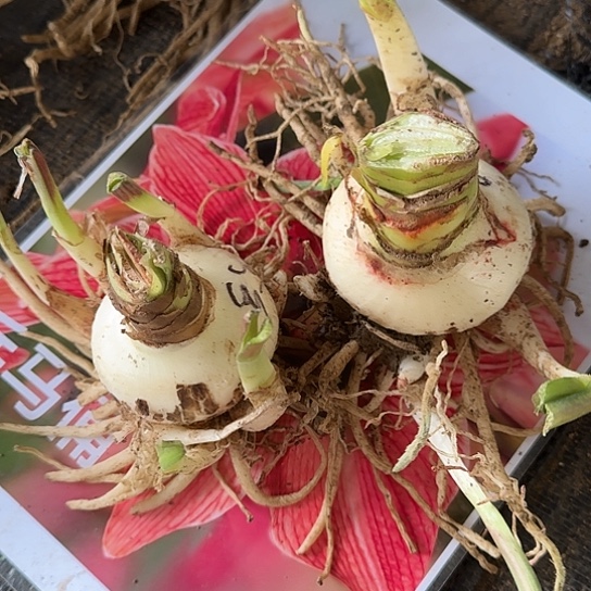 兵马俑籽播苗开花无售后3号