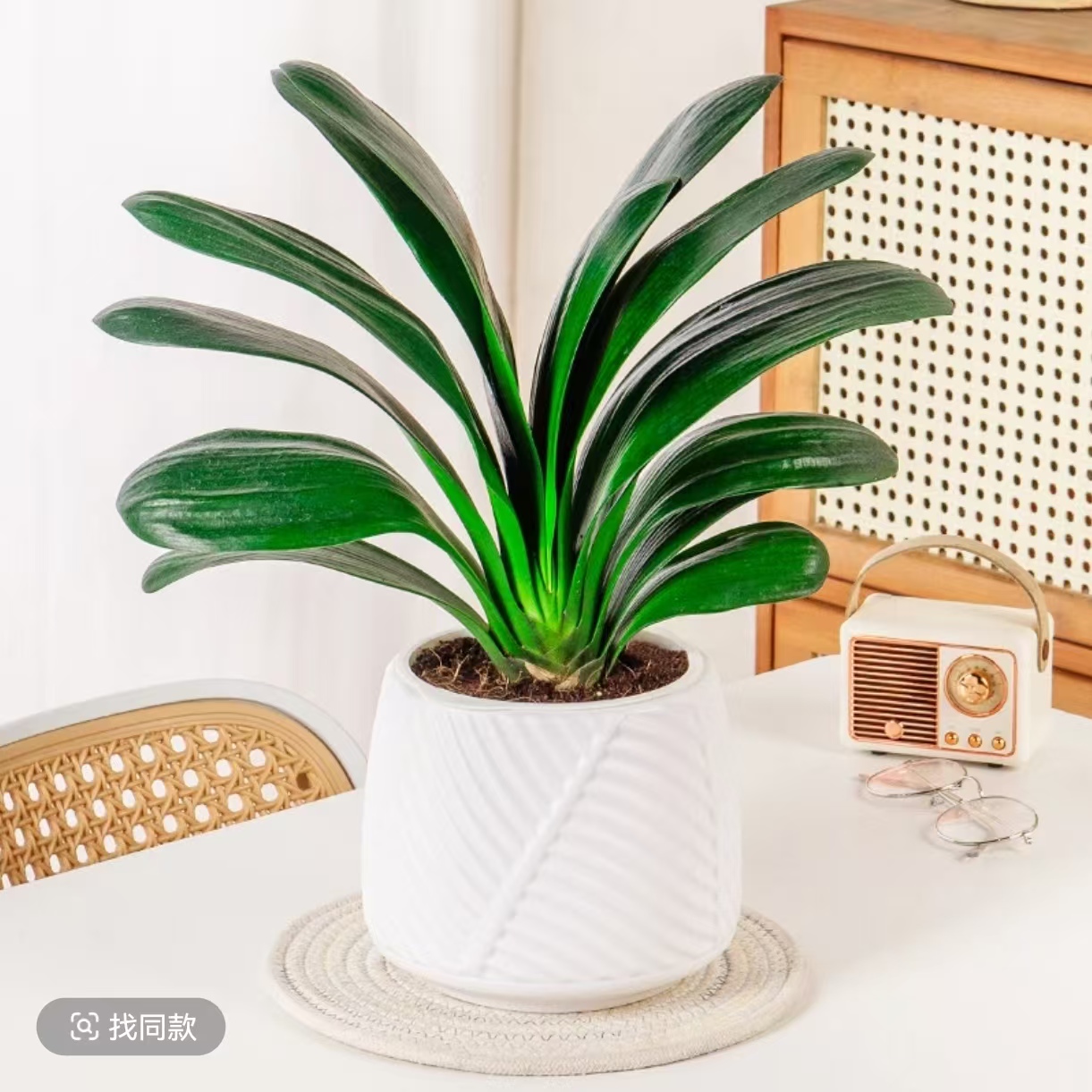 F8 - 12片叶君子兰绿植盆栽室内花卉四季常青适合阳台摆放