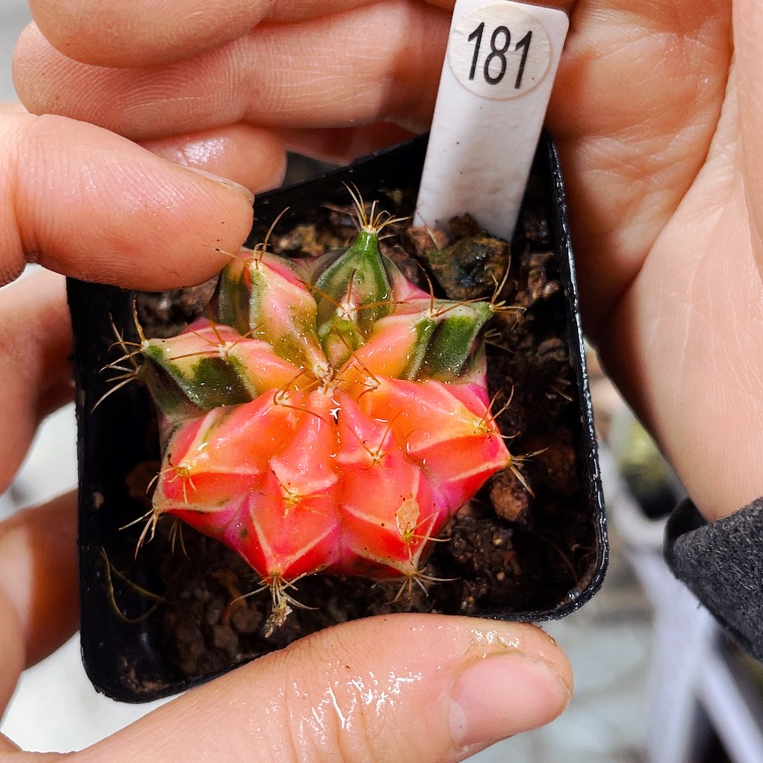 非偏远地区满25包邮仙人球