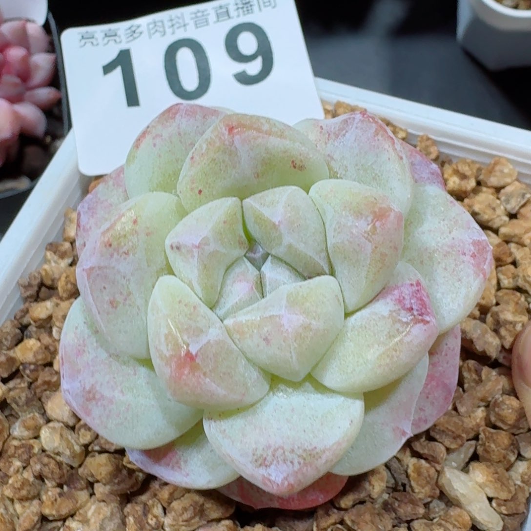 石化冰玉         精品多肉