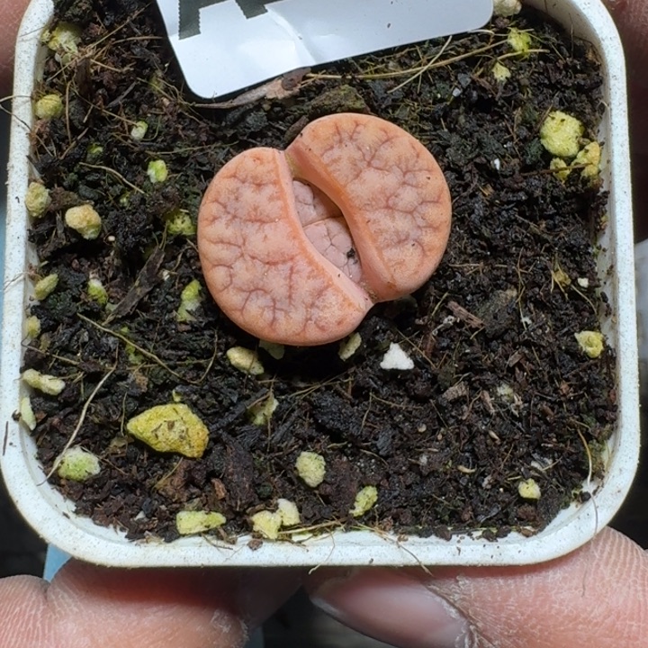 229 多肉植物多肉植物