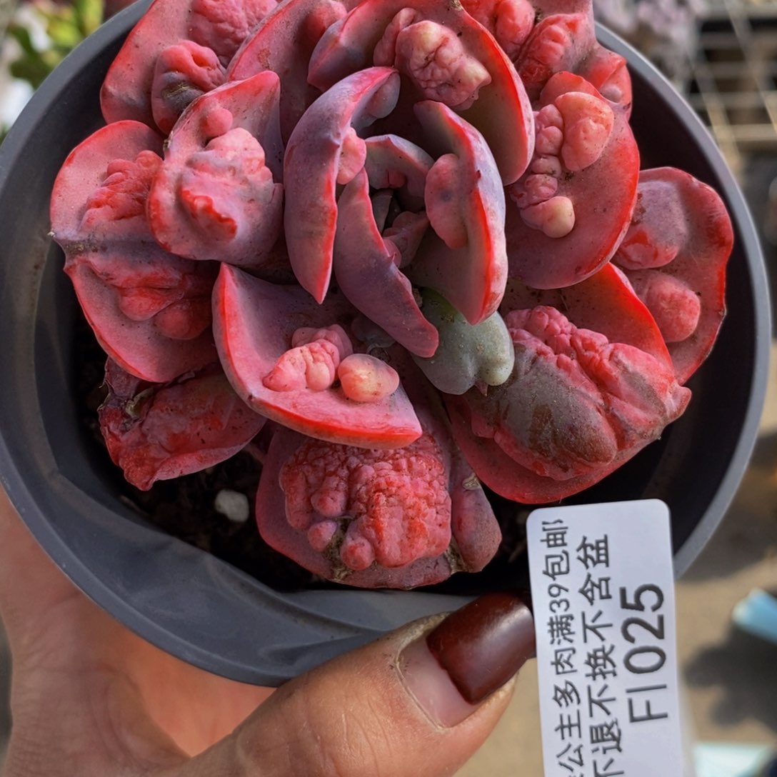 雨滴锦025/6cm福利