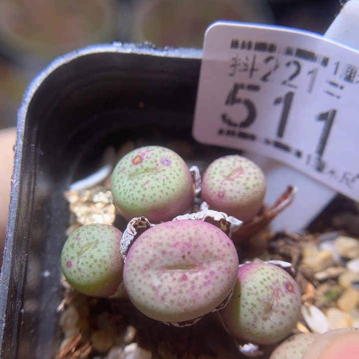精品生石花221.511金桔