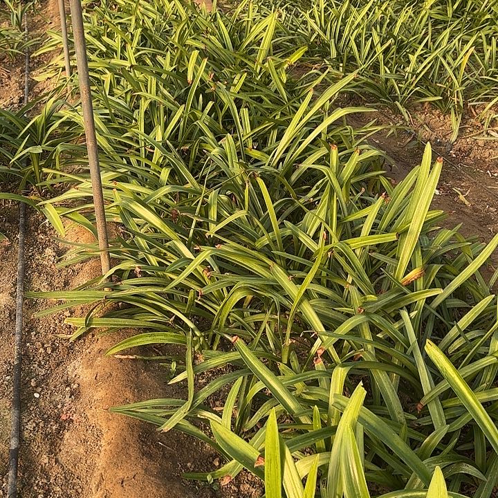 西瓜酒包对版四厘米二姐挖