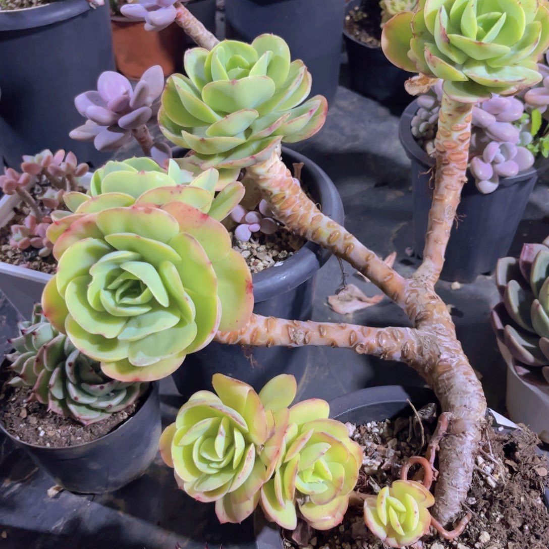 碧桃02230多肉植物
