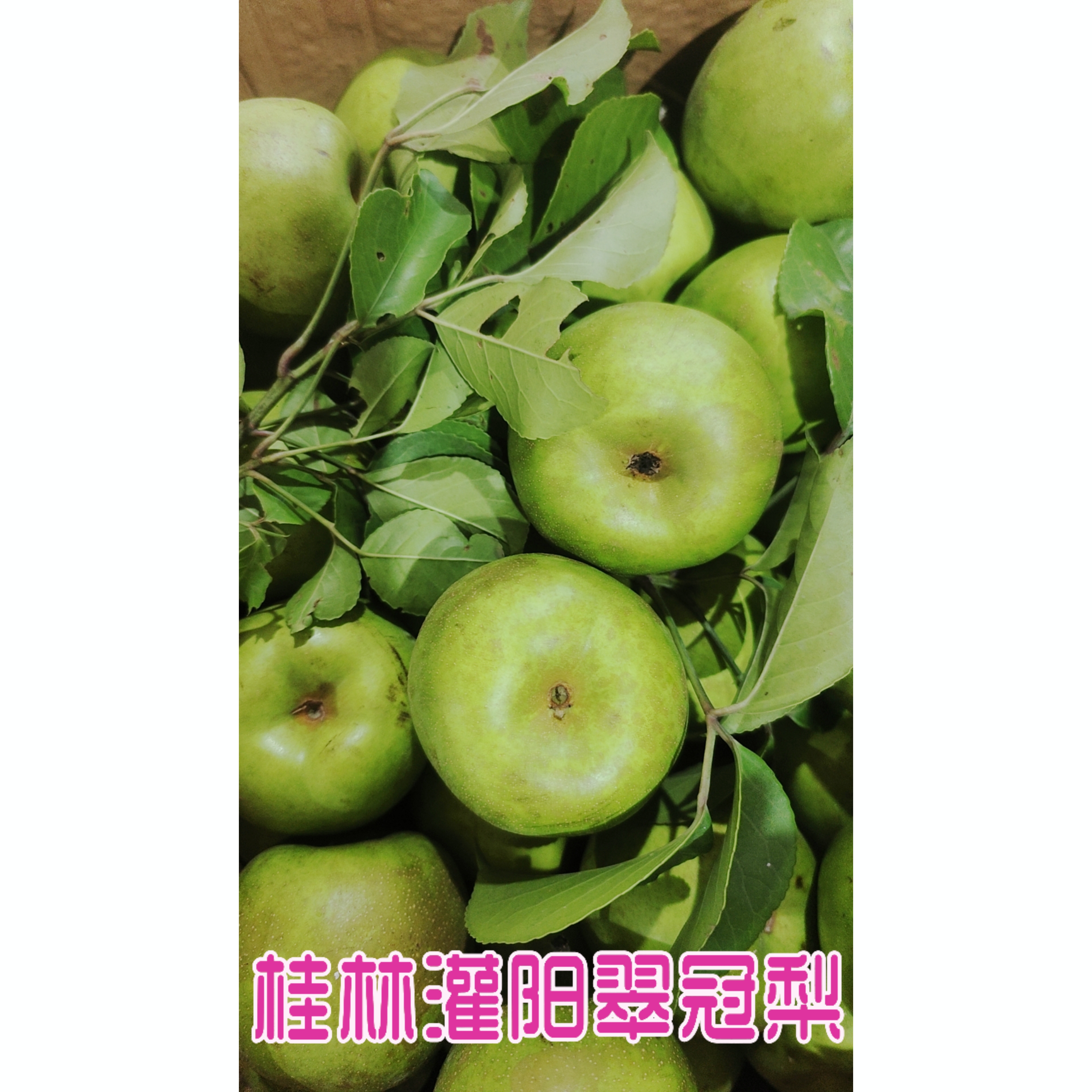 新鲜应季桂林灌阳翠玉梨鲜甜多汁解腻必备水果顺丰包邮应季水果