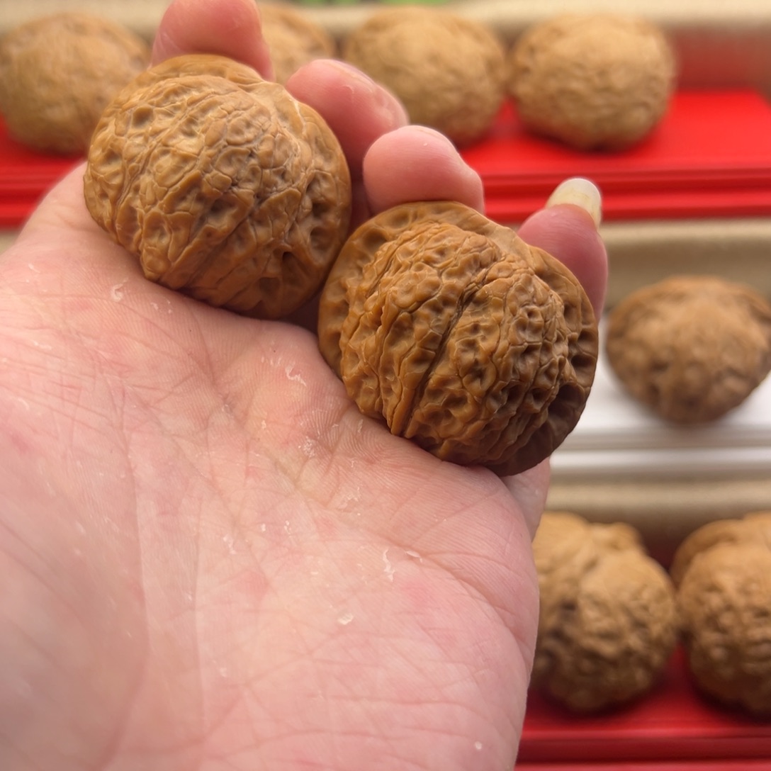 核桃其他41全品血麒麟