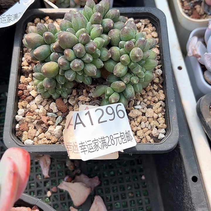 幸运的是我的朋友