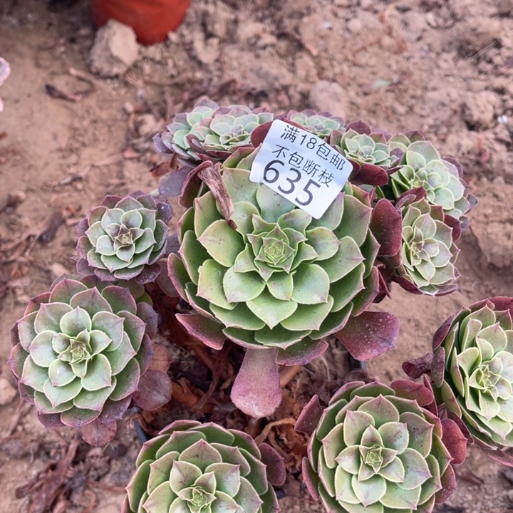 635万圣节妖桩1北法师