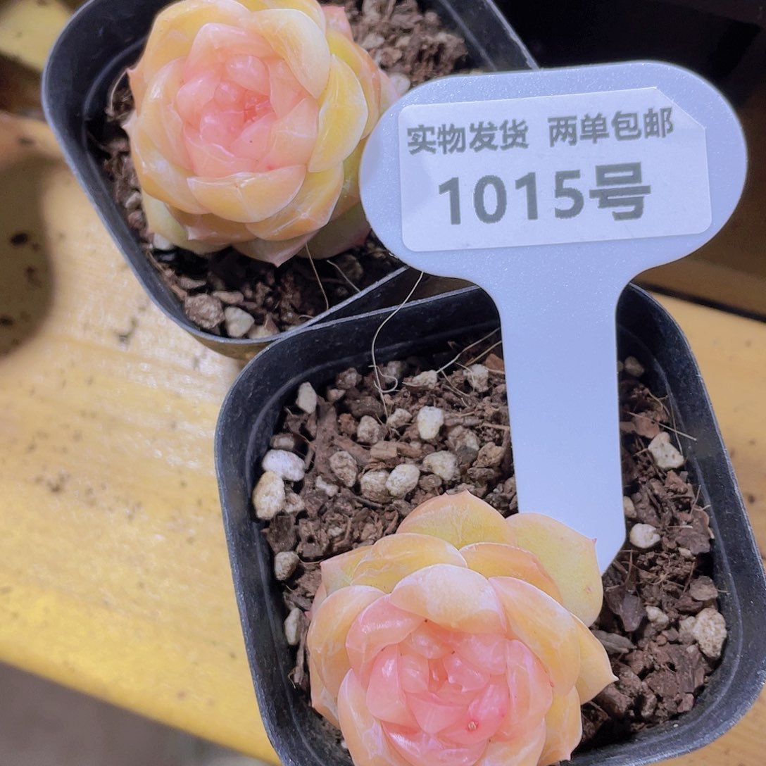 1015号 精品糖心美肉一颗