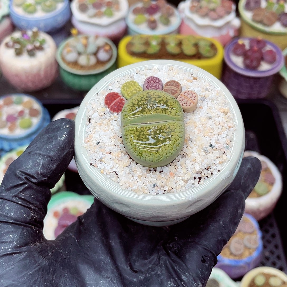 生石花满18包邮1114-238