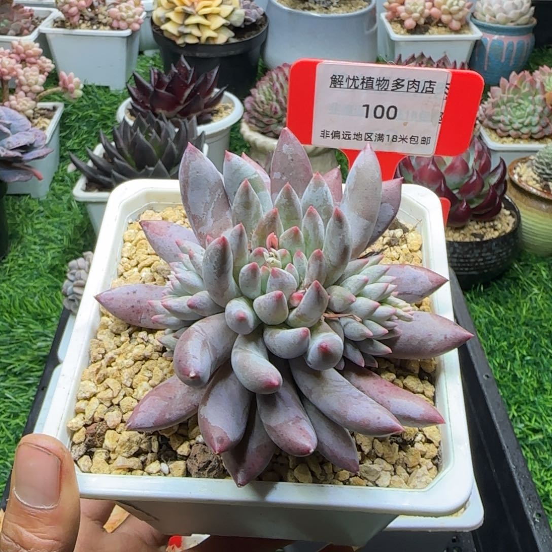 解忧精品多肉编号100