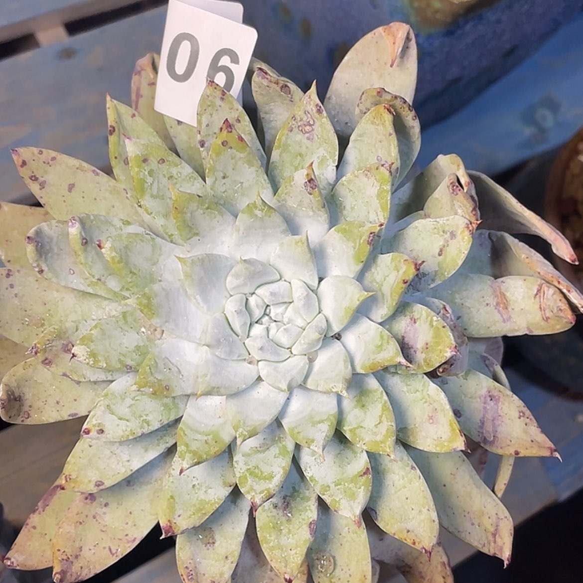 【闪购商品】大老庄赛丽娜