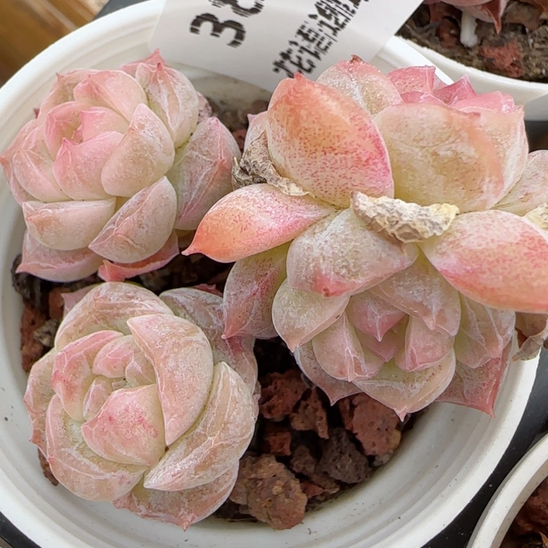 花语逸境0223-380散