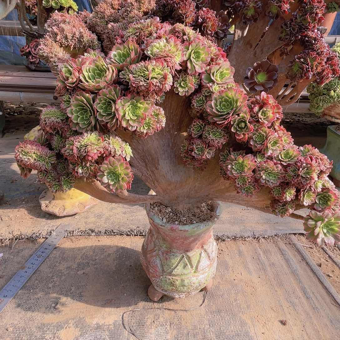 【闪购商品】无花朵朝霞朵朵