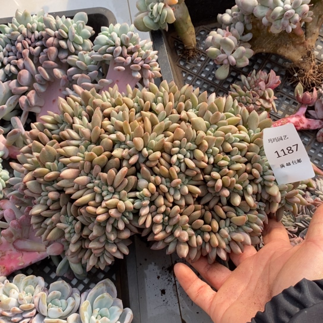桃花源缀化多肉多肉1187