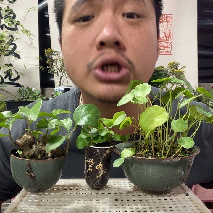 以实际为准盆景盆栽盆景214