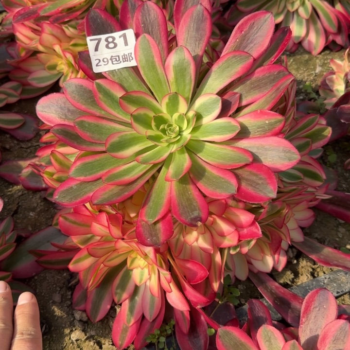 美杜……多肉植物……
