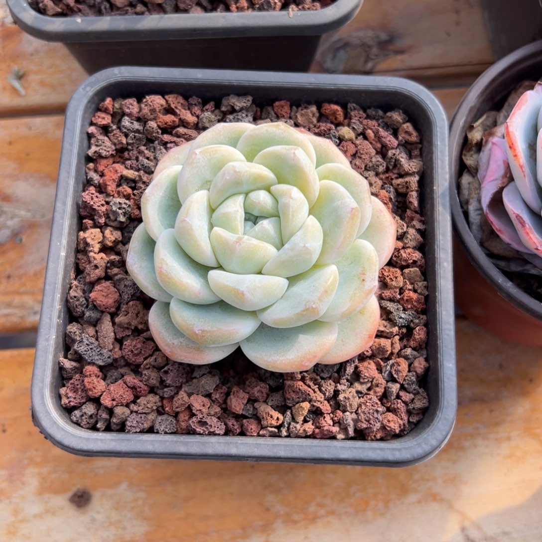 多肉单头冰玉【非偏远地区满18包邮】