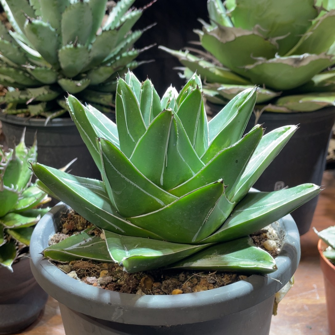 无花朵桃太郎龙舌兰