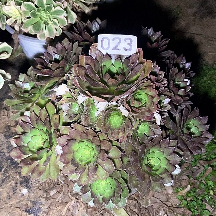 红魔23多肉不包断